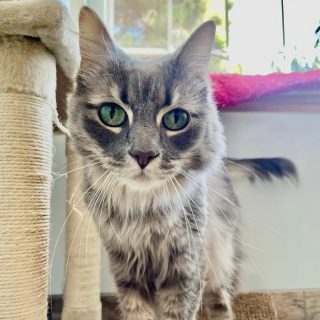 Cat at Cat Boarding at Alcala Pet Resort
